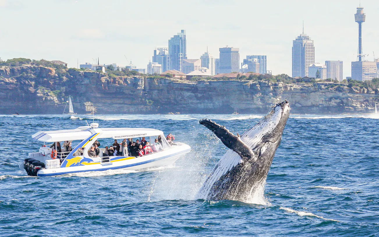 Your experience at Dunsborough Whale Watching