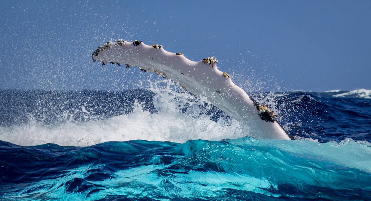 Dunsborough Whale Watching in Geographe Bay