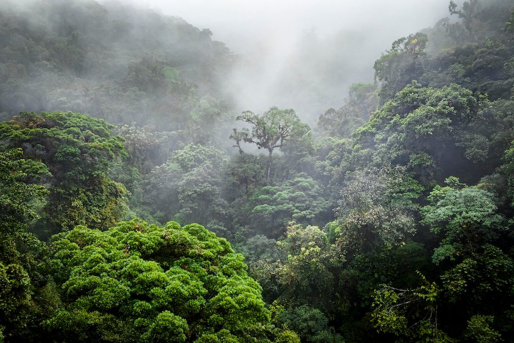 Mindo Day Trip from Quito Cloud Forest Experience