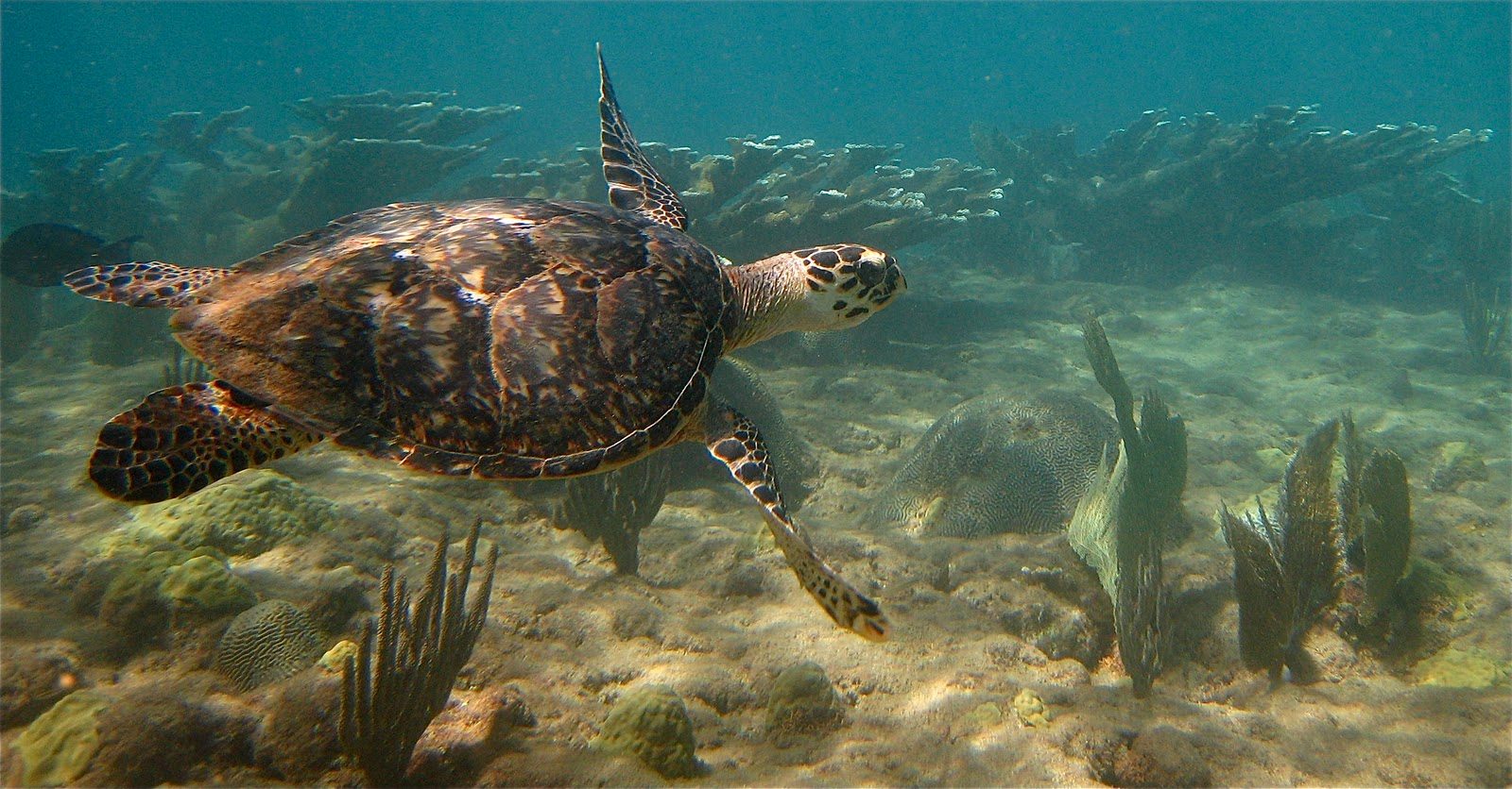 Marine Life Viewing