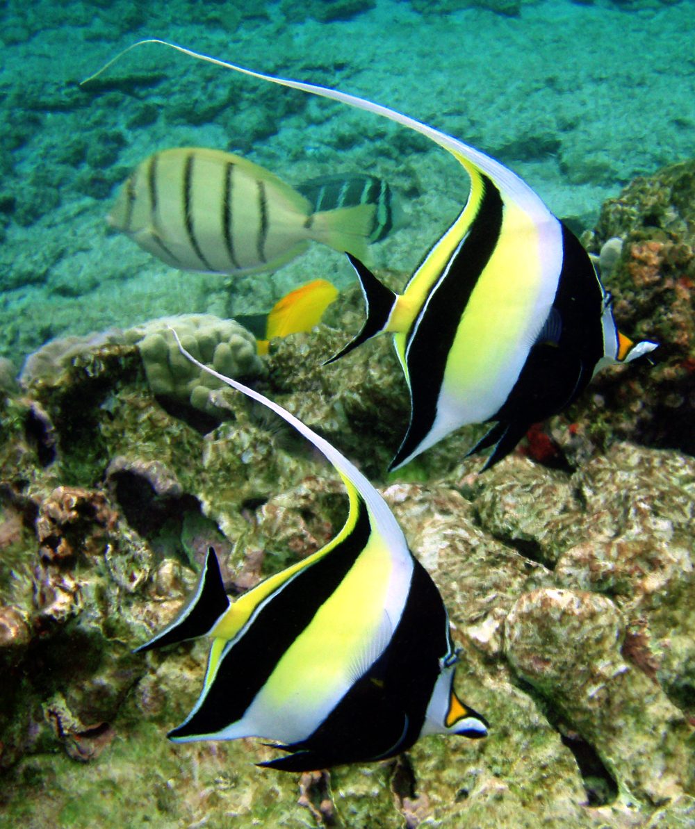 Marine Life Zone