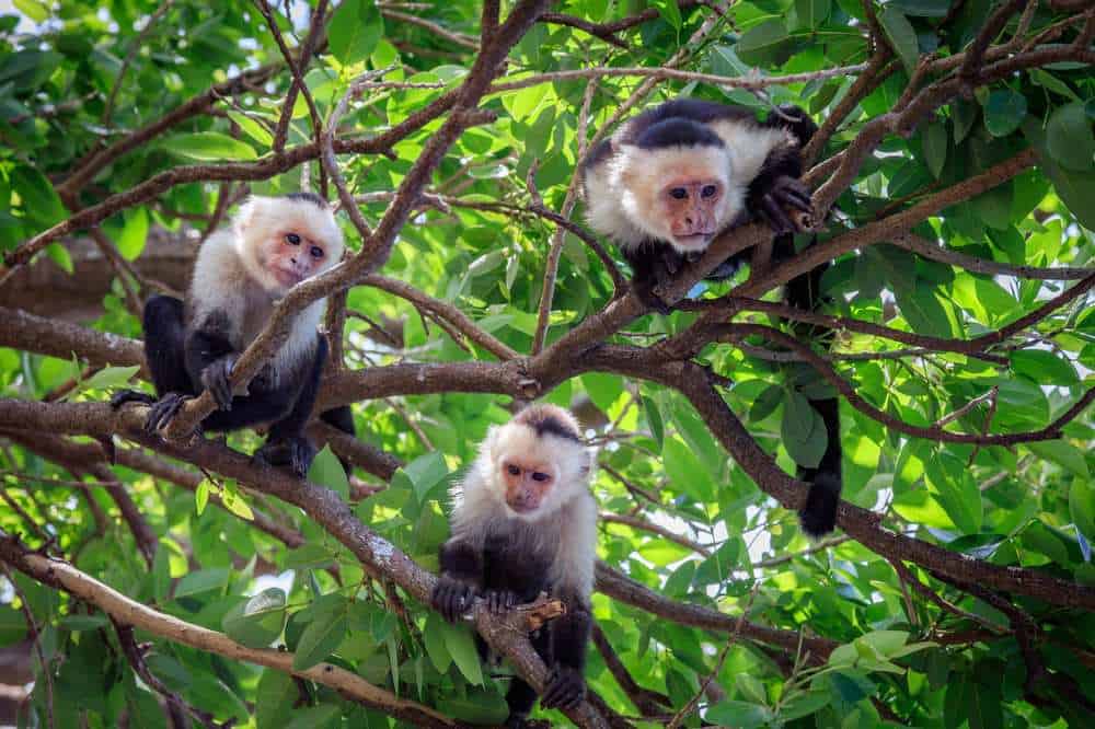 Your experience at Monkey Island Tour Panama