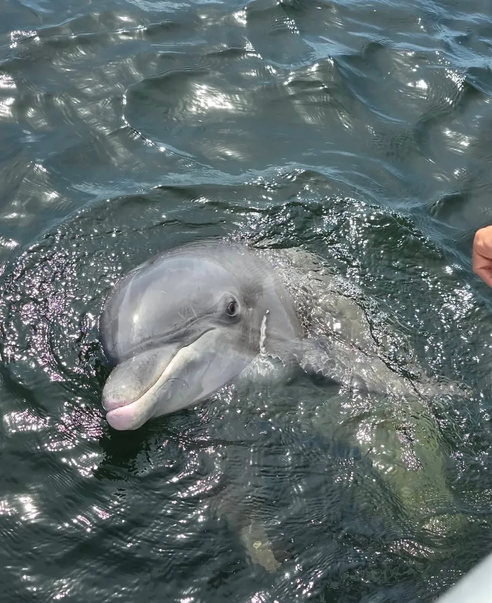 Your experience at Dolphin Tour Puerto Escondido