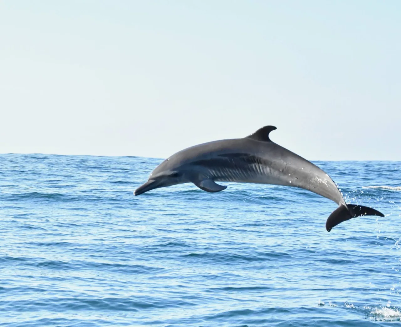 Dolphin Tour Puerto Escondido