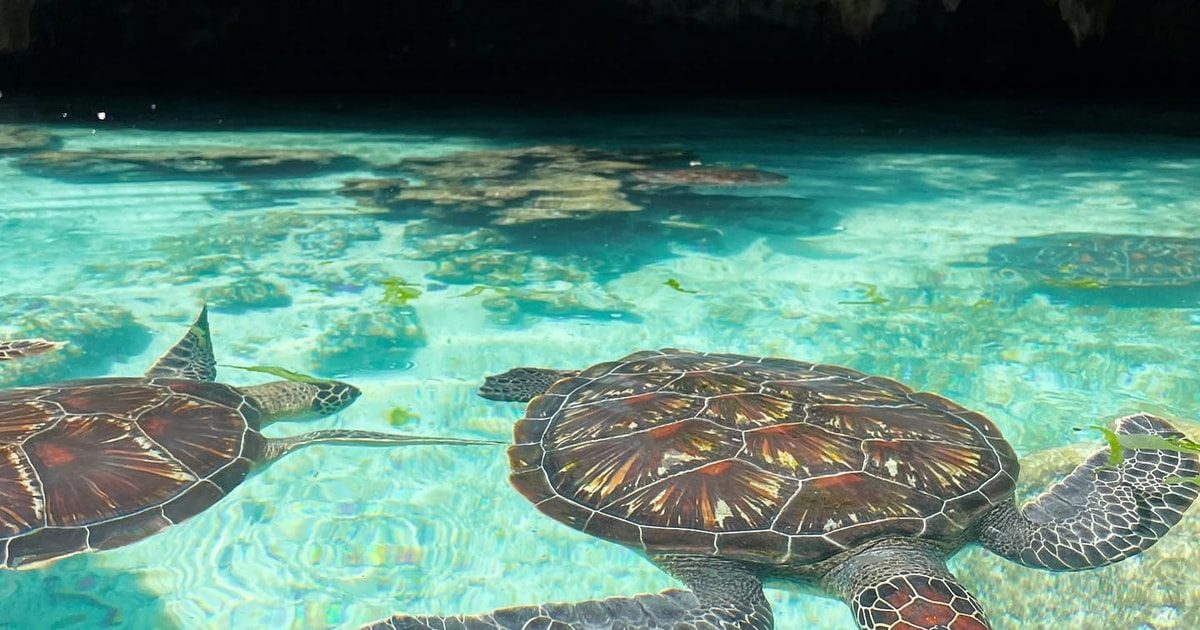 Swim With Turtles Zanzibar