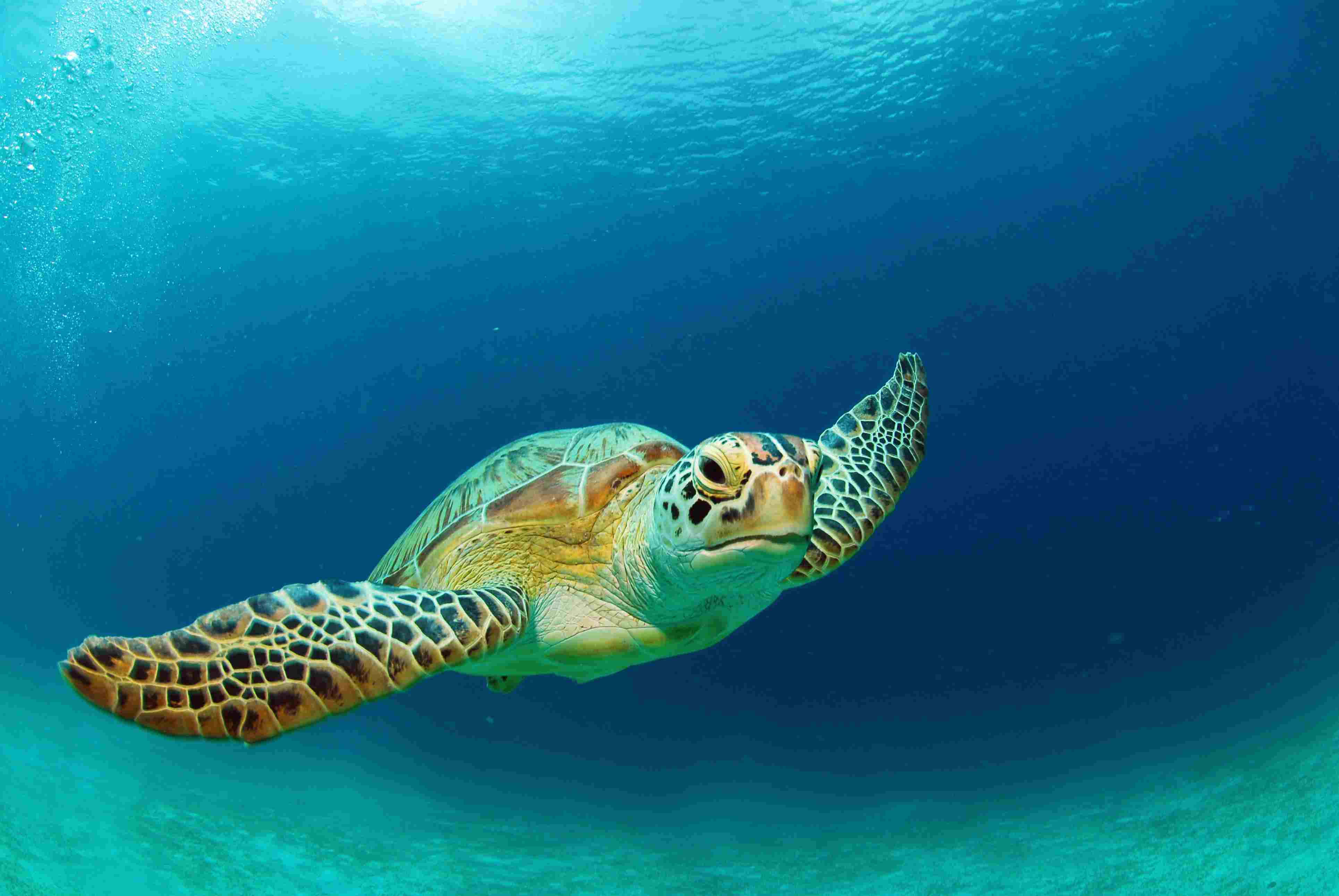 Your experience at Swim With Turtles Zanzibar