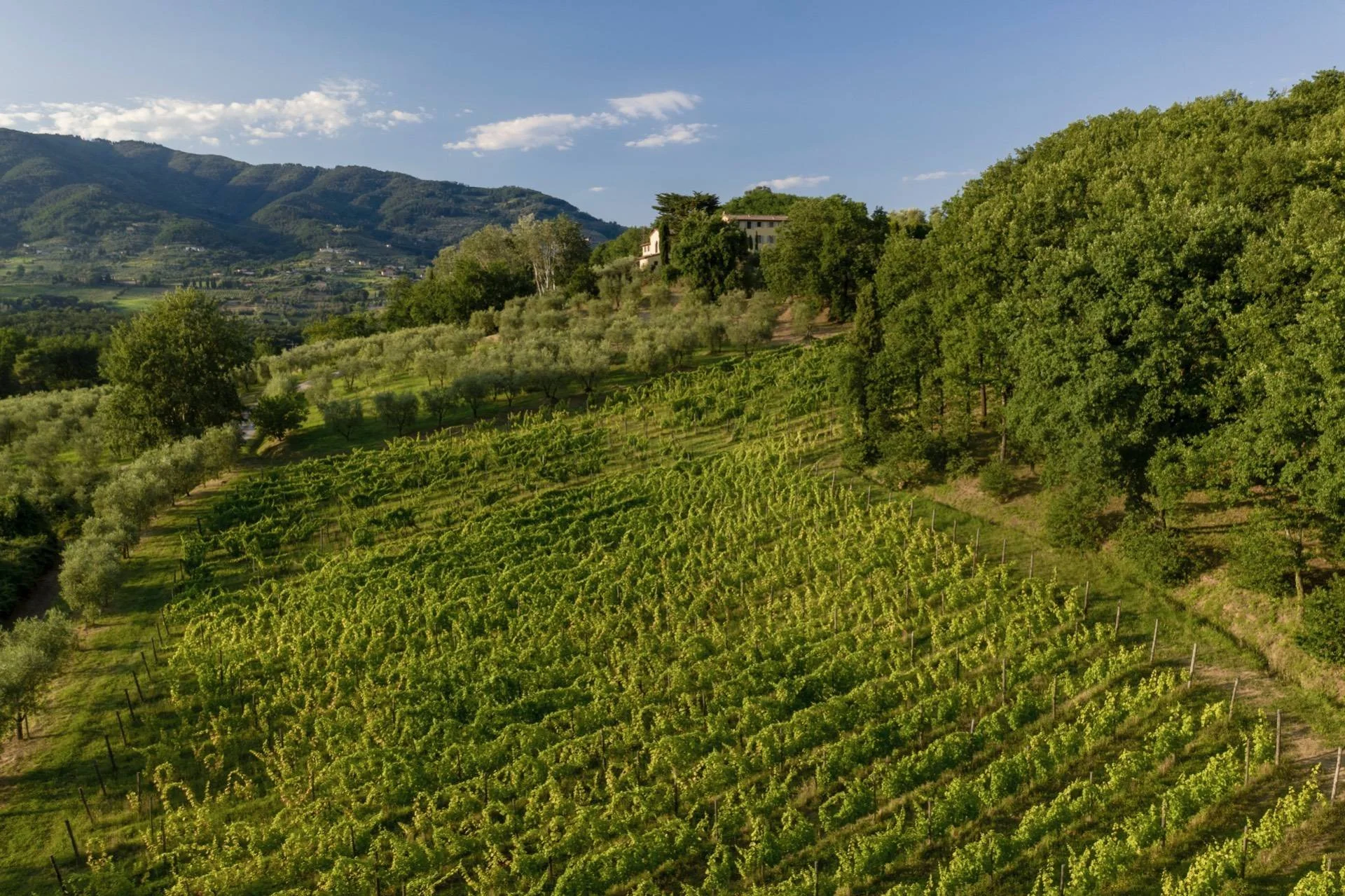 Lucca Wine Tasting in Tuscan Cellars
