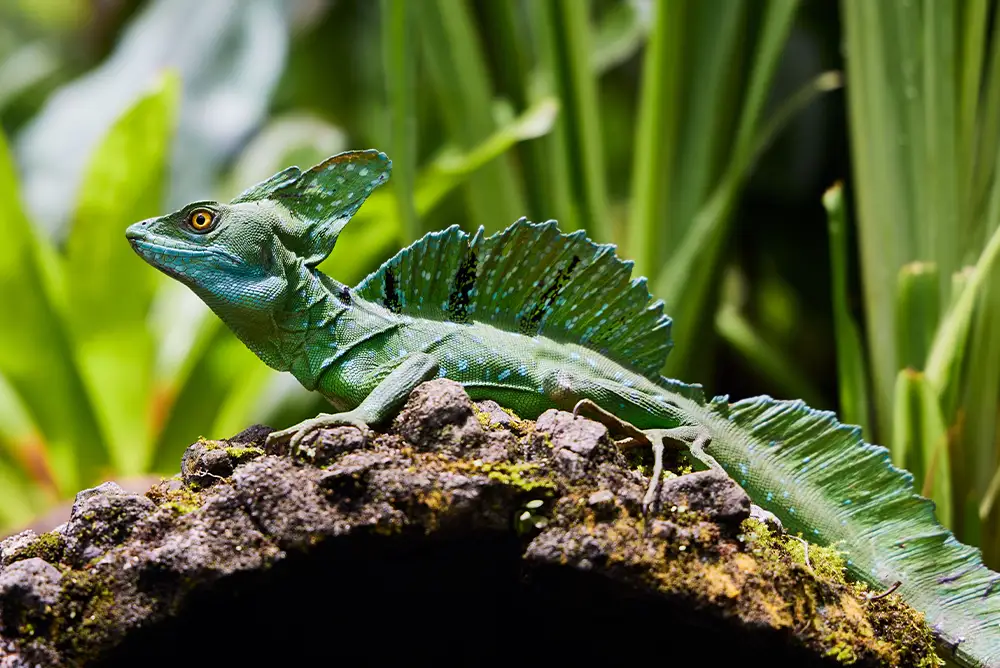 Water-Running Lizards