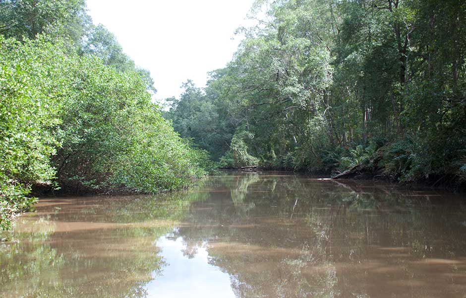 Guacalillo Mangrove Forest