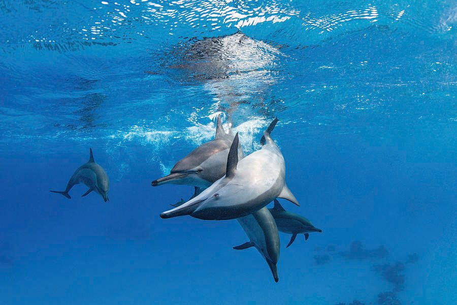 Your experience at Dolphin House Marsa Alam
