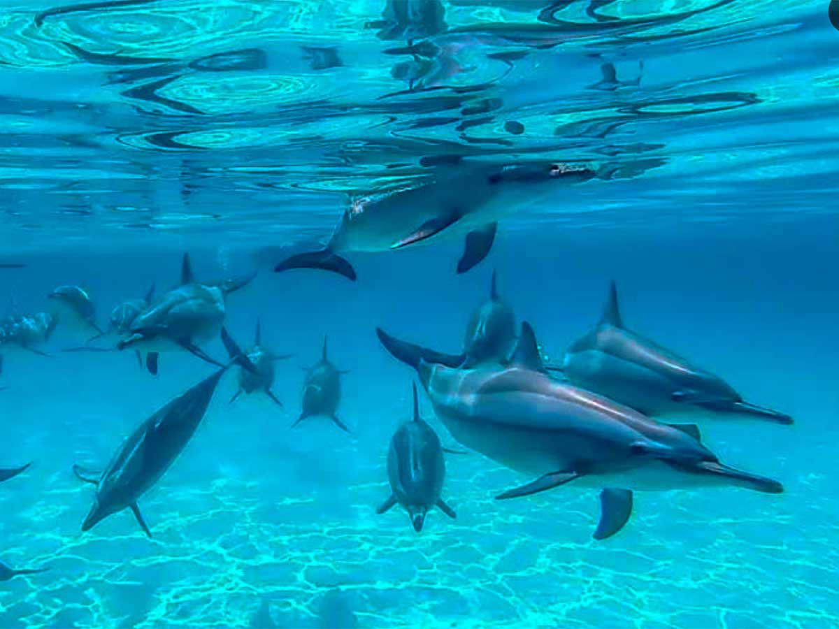Dolphin House Marsa Alam