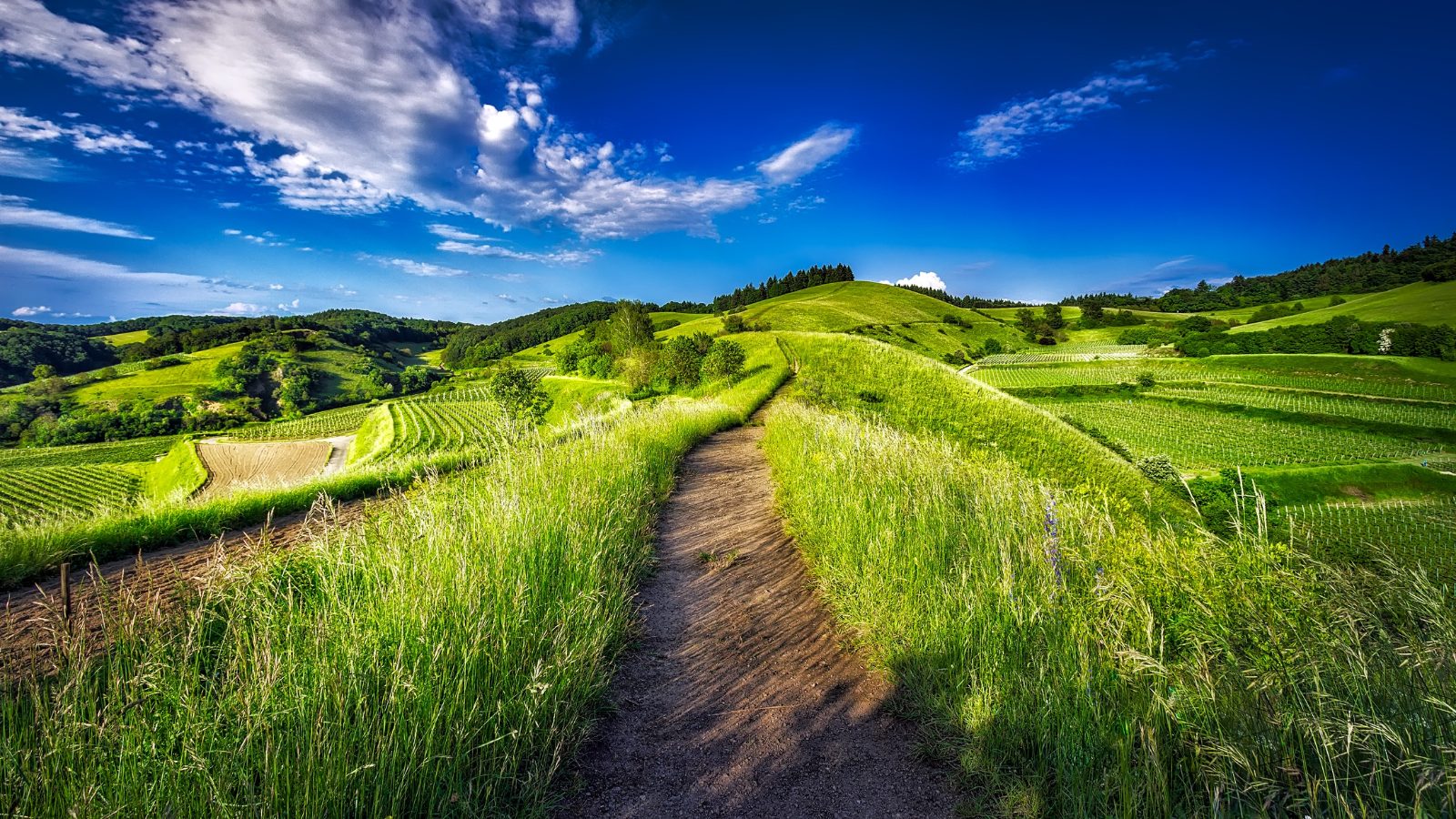 Orchard Pathways