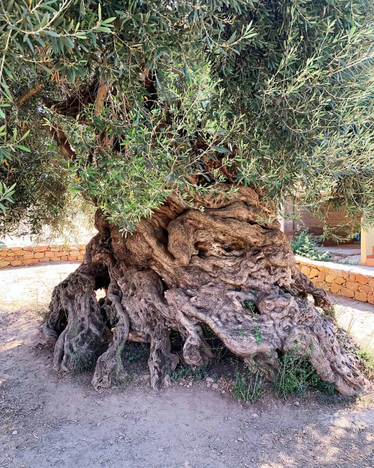 Ancient Olive Grove