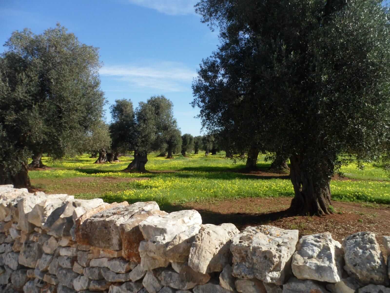 Ostuni Olive Oil Tasting in Traditional Groves