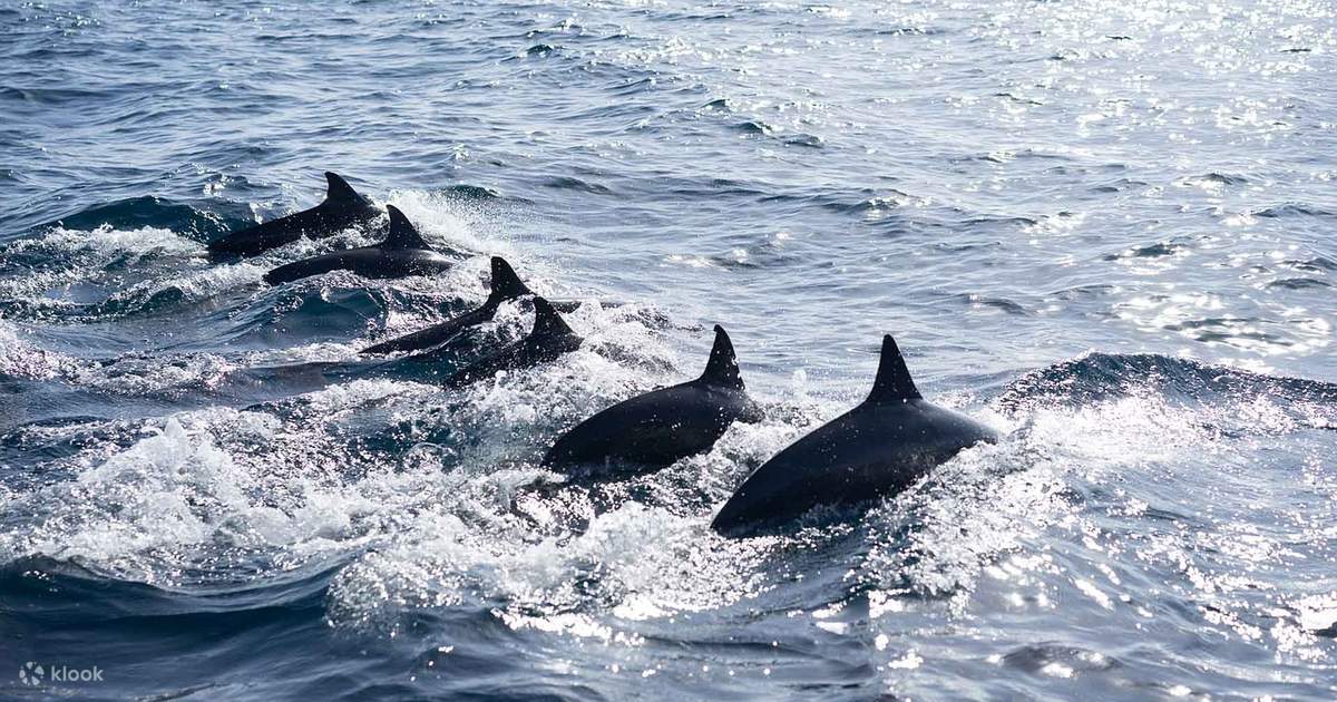 Dolphin Playground