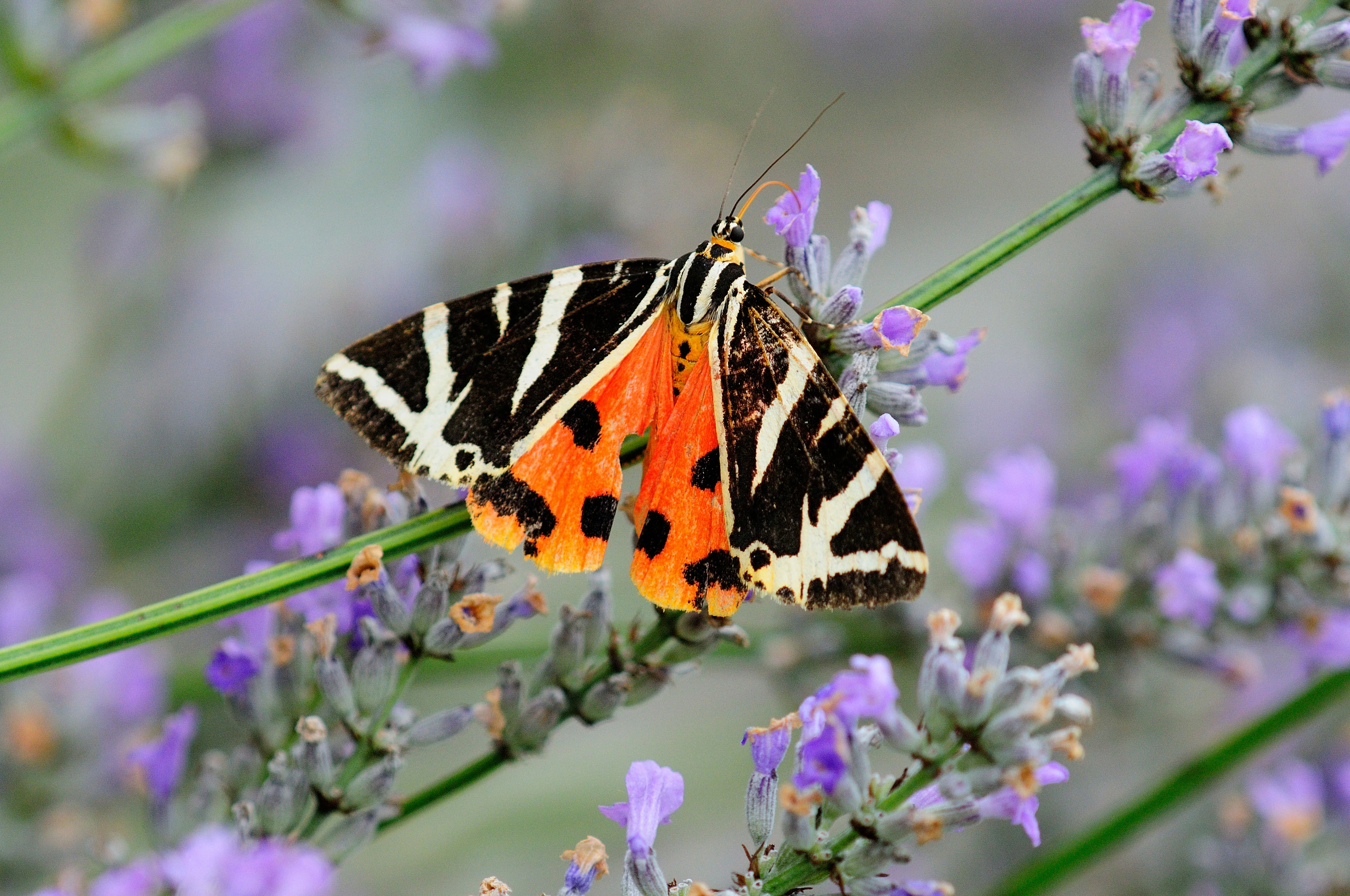 Jersey Tiger Moth