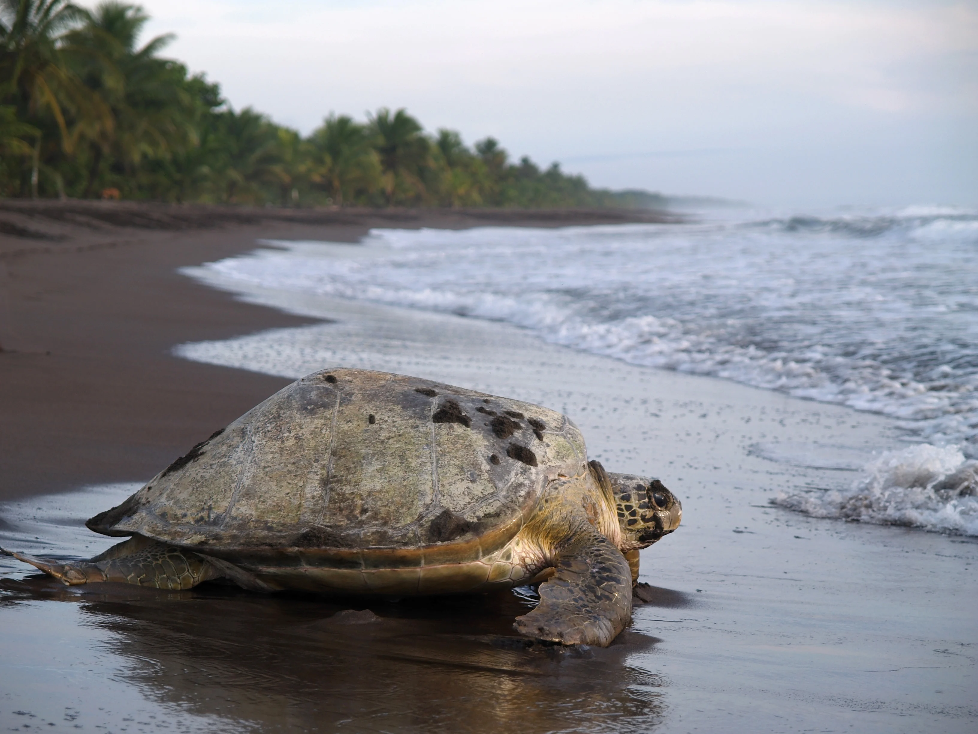 Tortuguero Turtle Tour