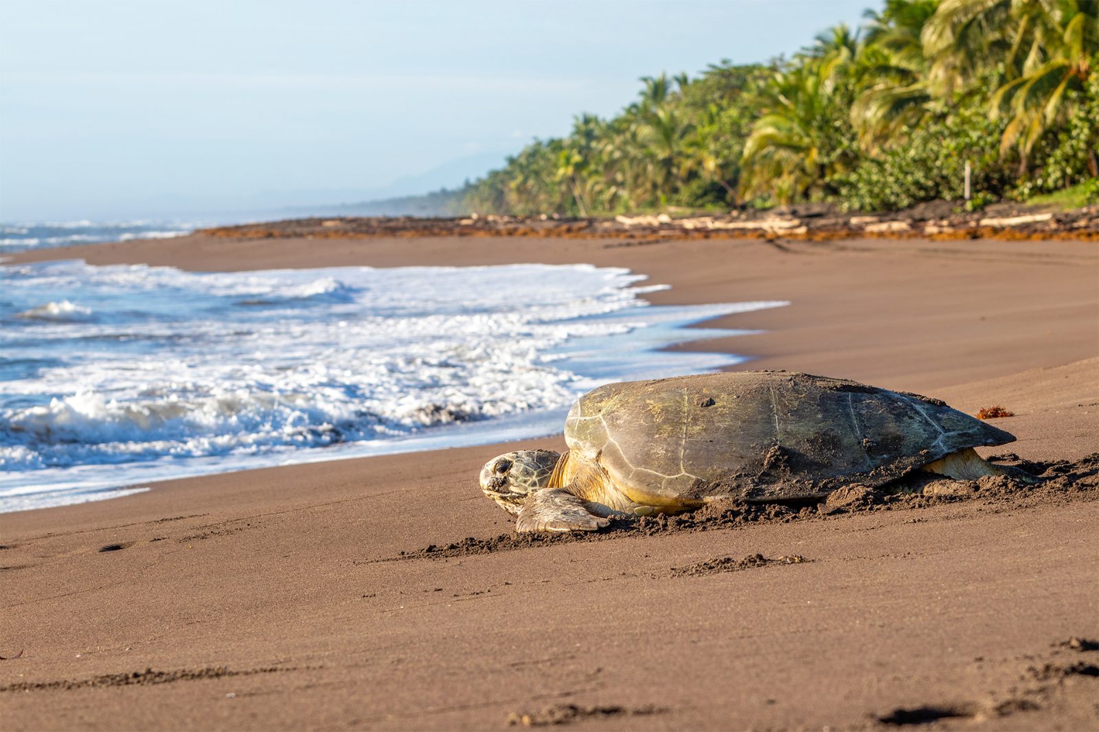 Tortuguero Turtle Tour Experience