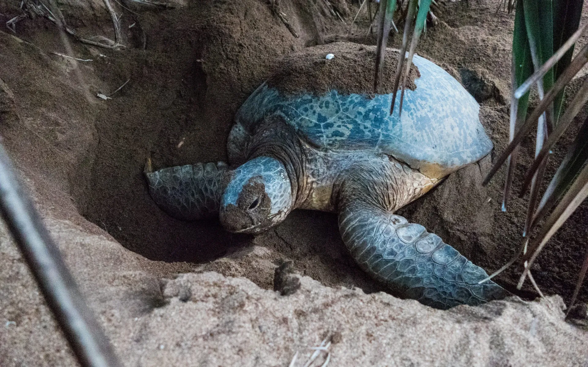 Turtle Nesting Observation