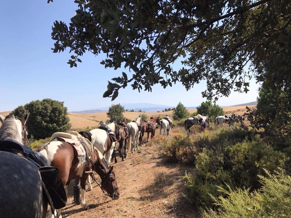 Your experience at Horse Riding Malaga