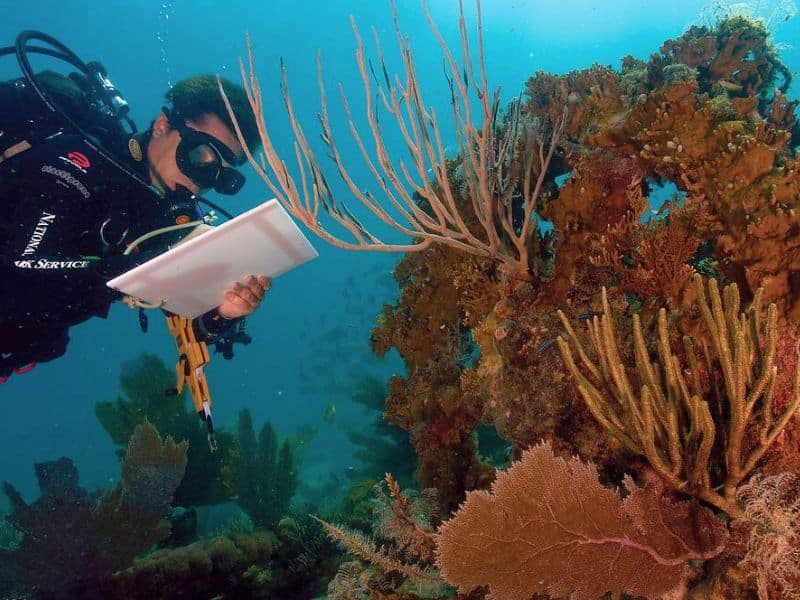 Marine Biology Insights
