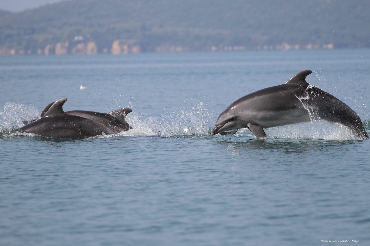 Taormina Dolphin Watching on the Ionian Coast