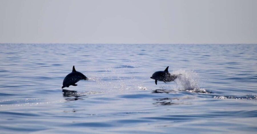 Taormina Dolphin Watching