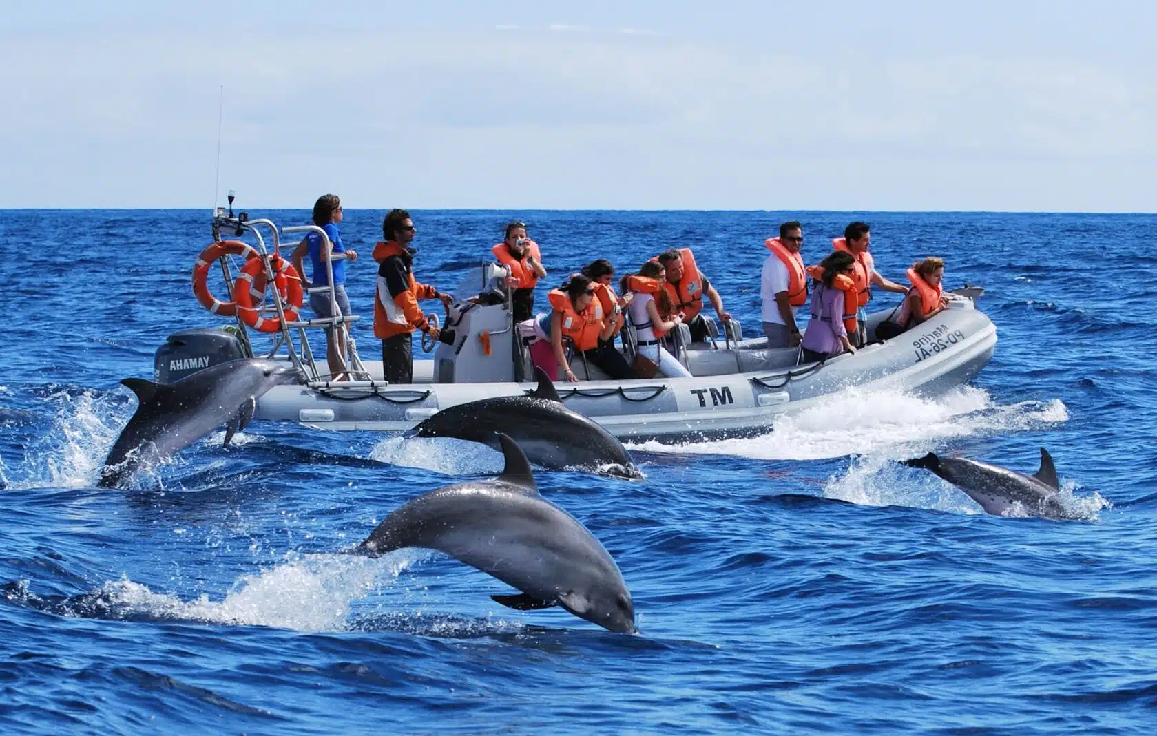 Your experience at Taormina Dolphin Watching