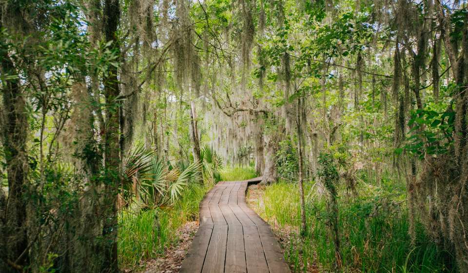 Lafitte Swamp Tour Through Wetland Wilderness