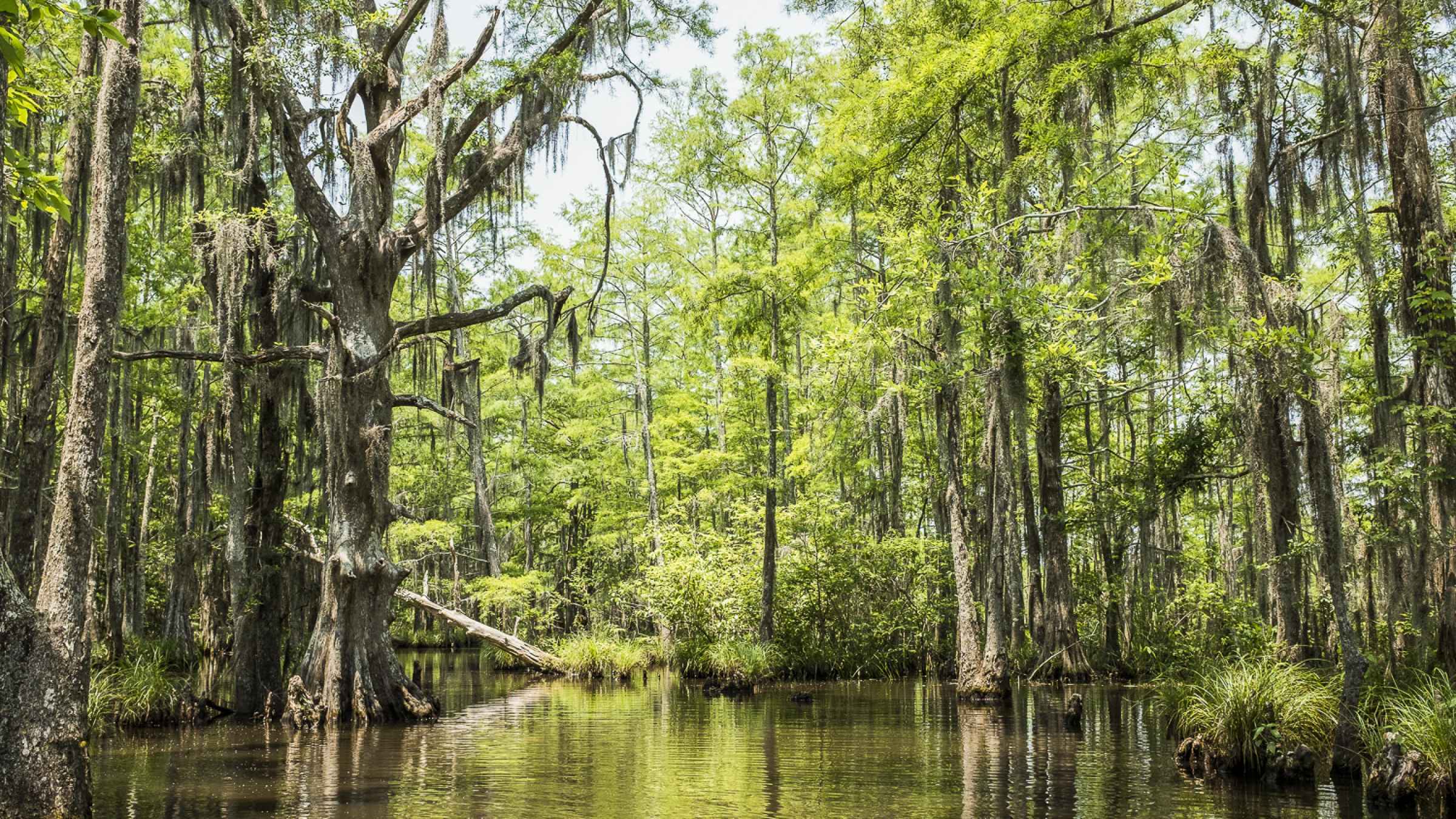 Lafitte Swamp Tour