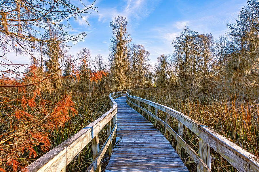 Palmetto Trail