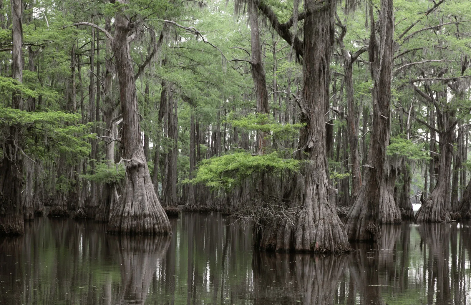 Palmetto Trail