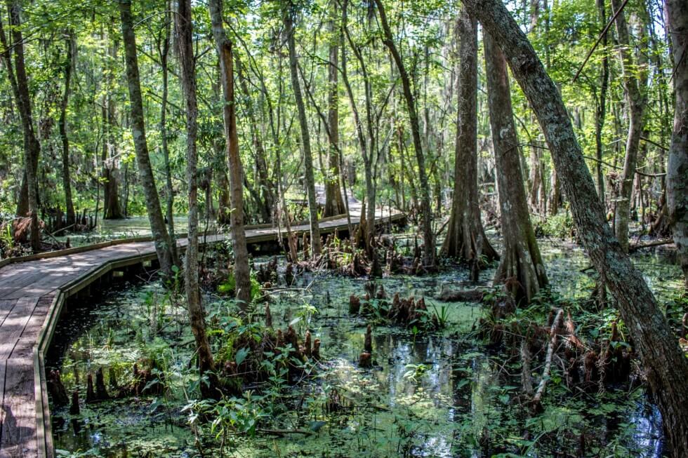 Your experience at Lafitte Swamp Tour
