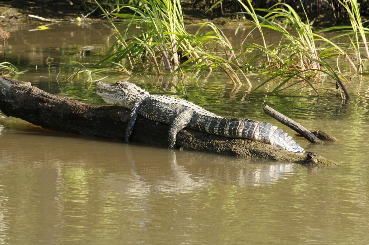 Wildlife Spotting