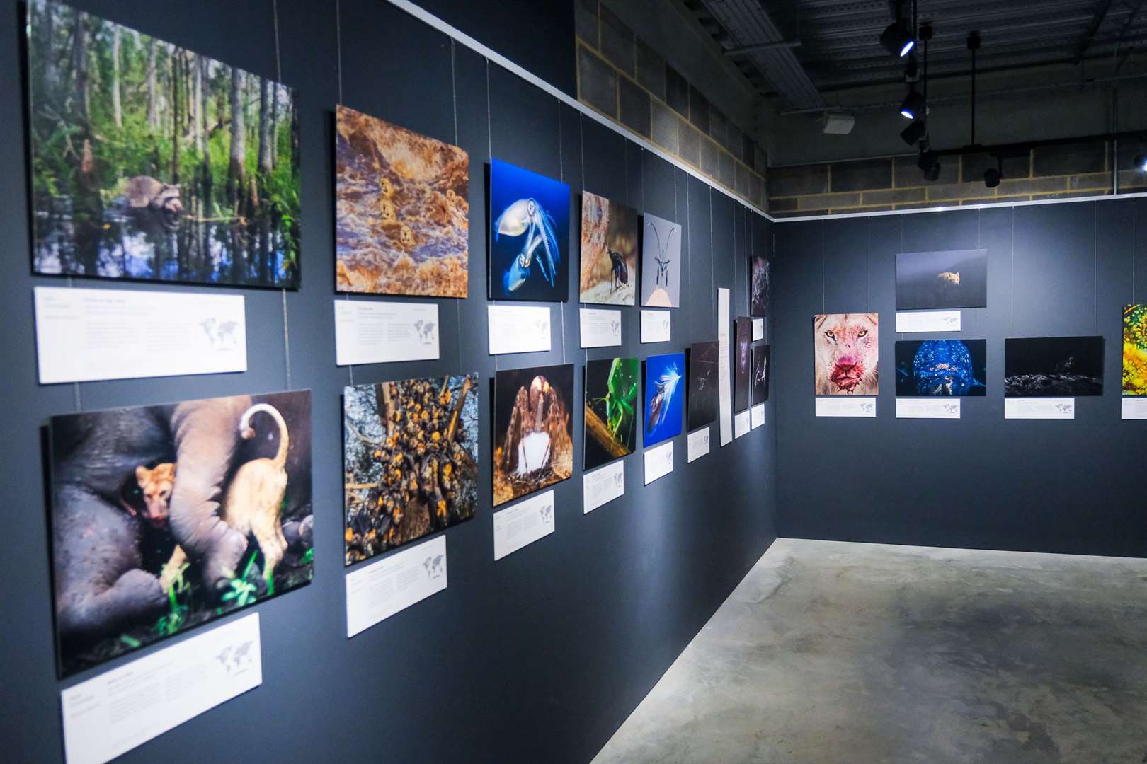 Visitor Center Exhibits