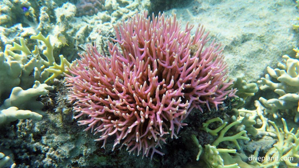 Coral Gardens