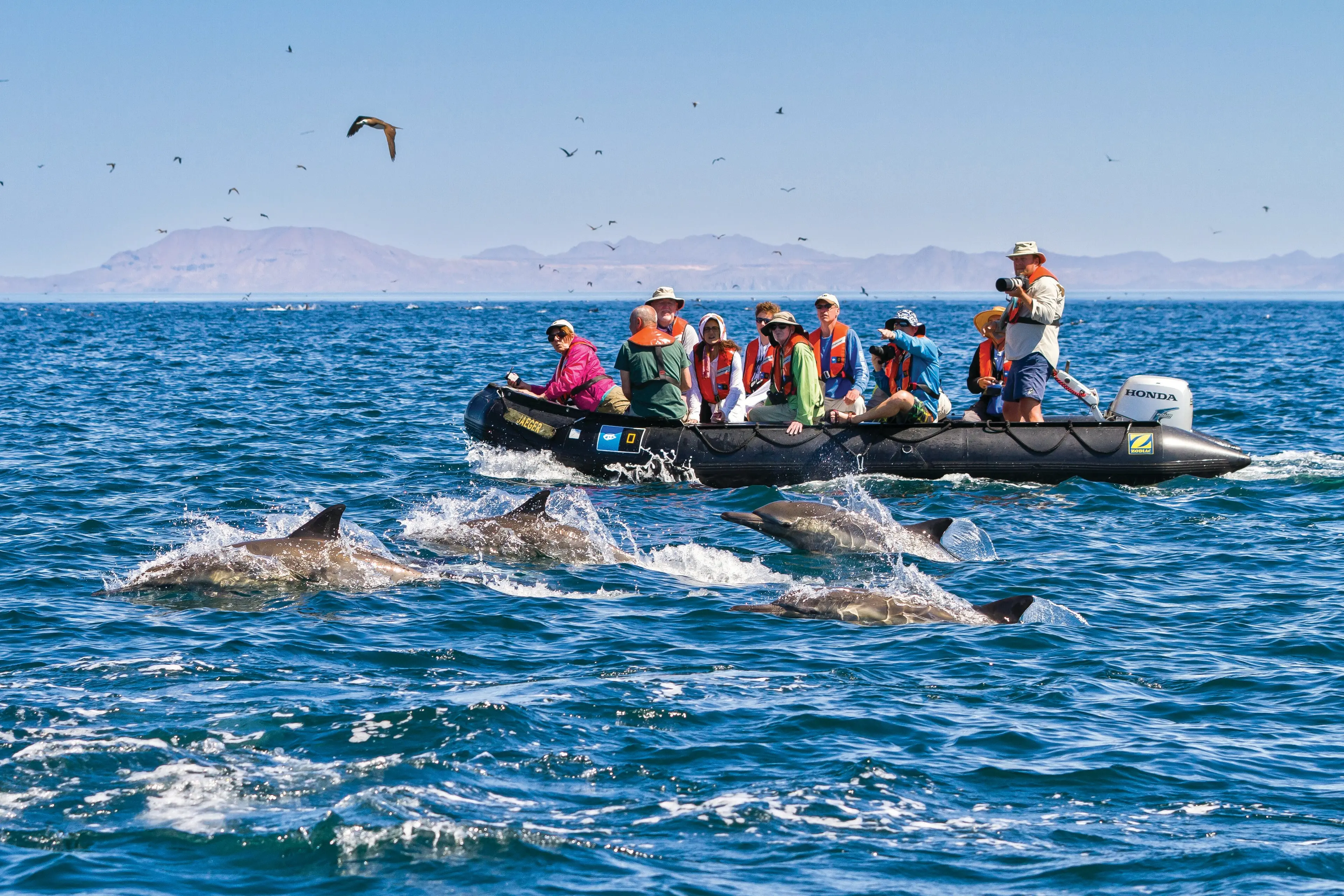 Your experience at Setubal Dolphin Watching
