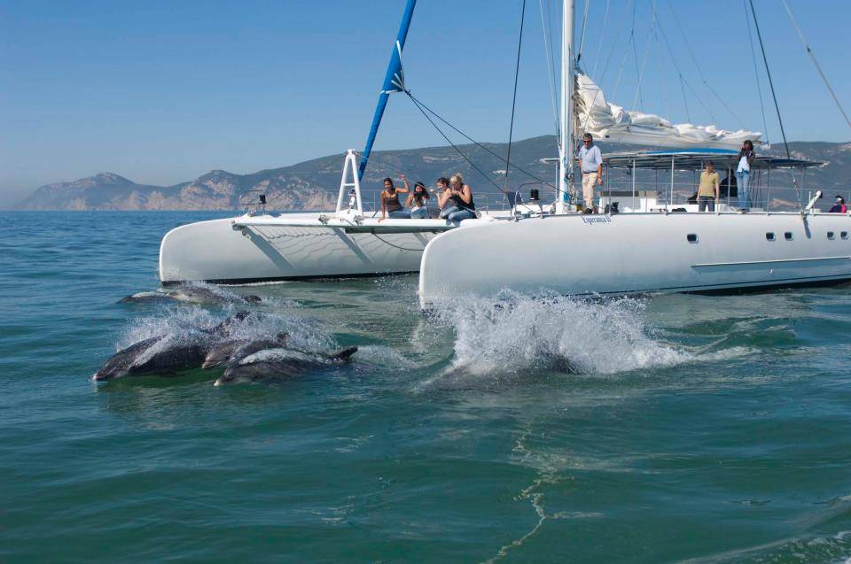 Setubal Dolphin Watching