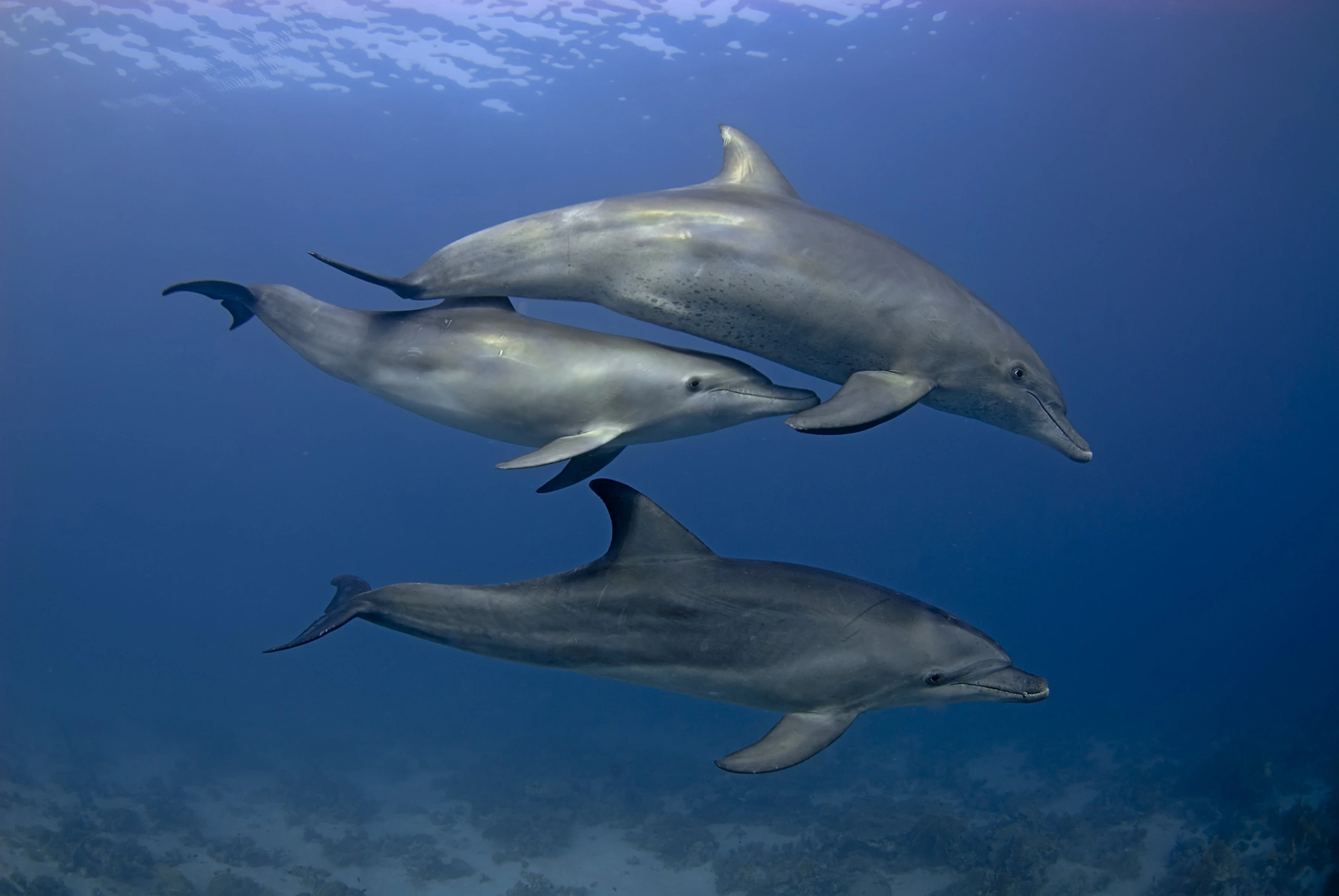 Resident Bottlenose Dolphins