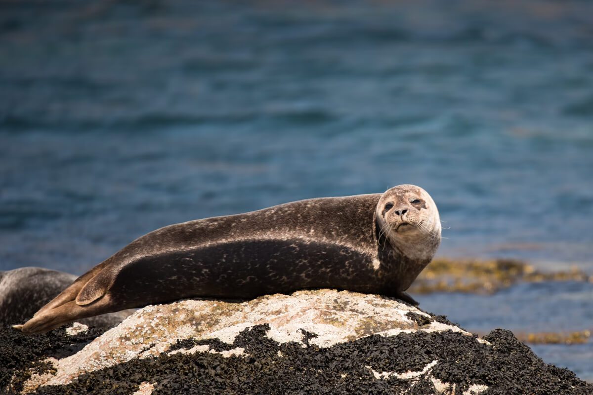 Fort William Seal Cruise