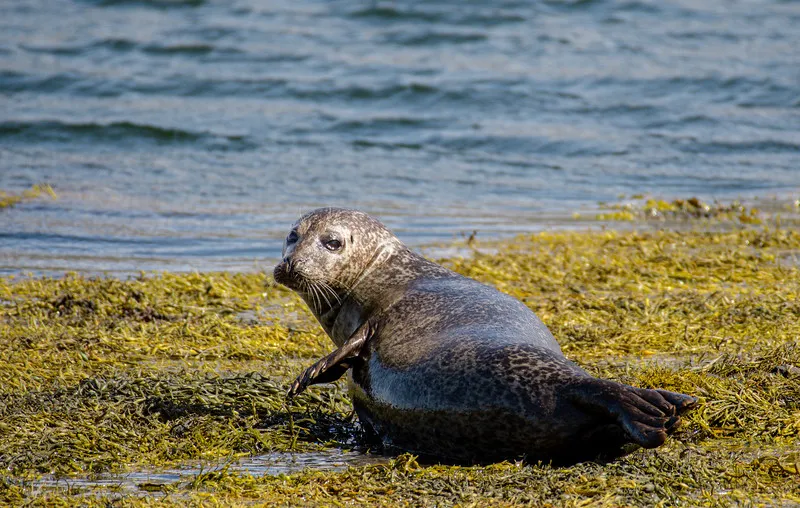 Seal Colony Rock