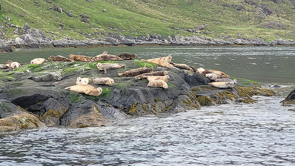 Your experience at Fort William Seal Cruise
