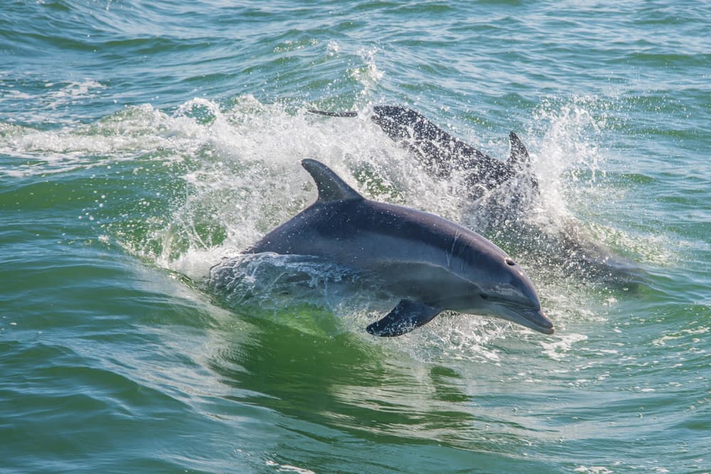 Porec Dolphin Watching