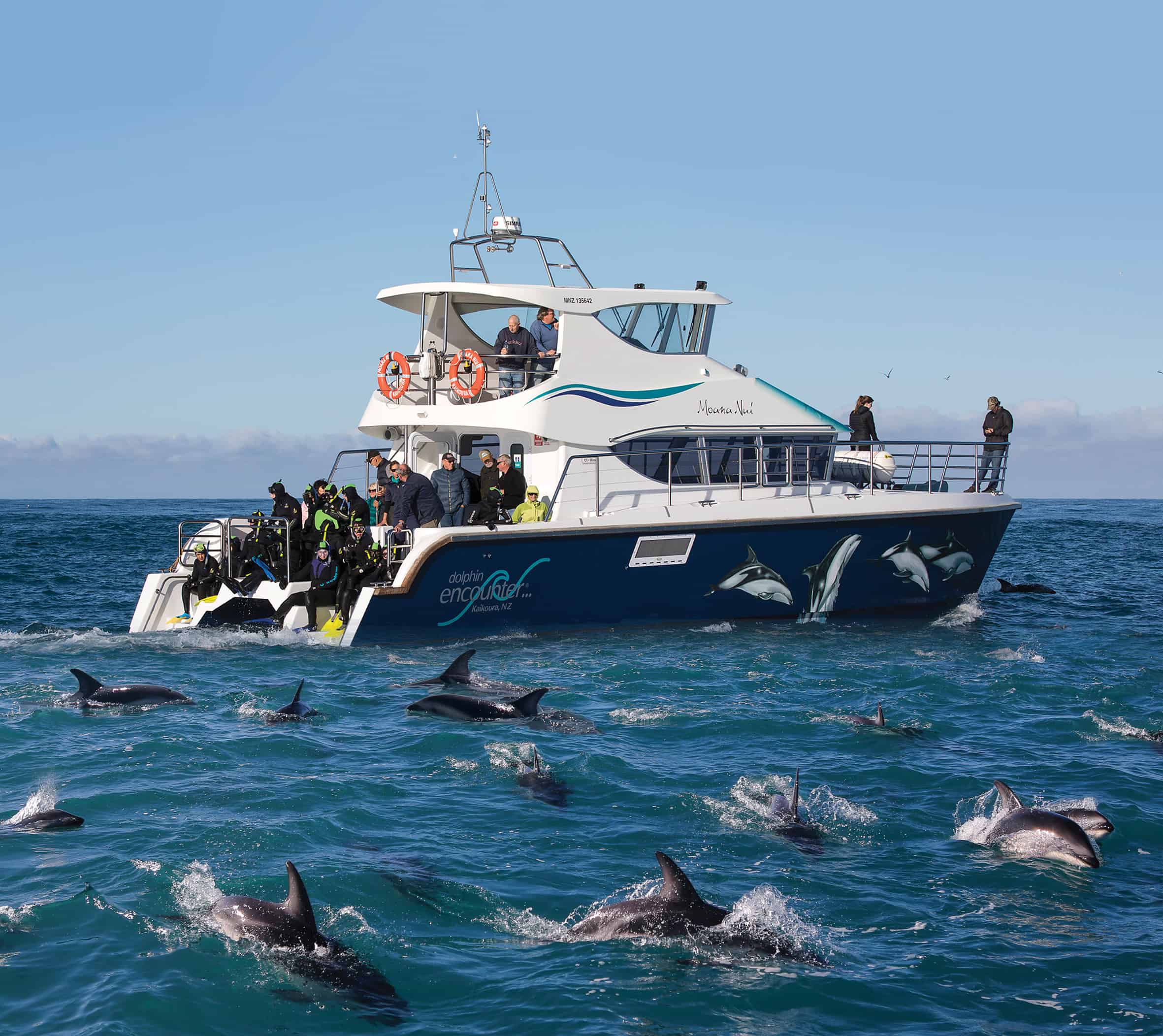 Your experience at Porec Dolphin Watching