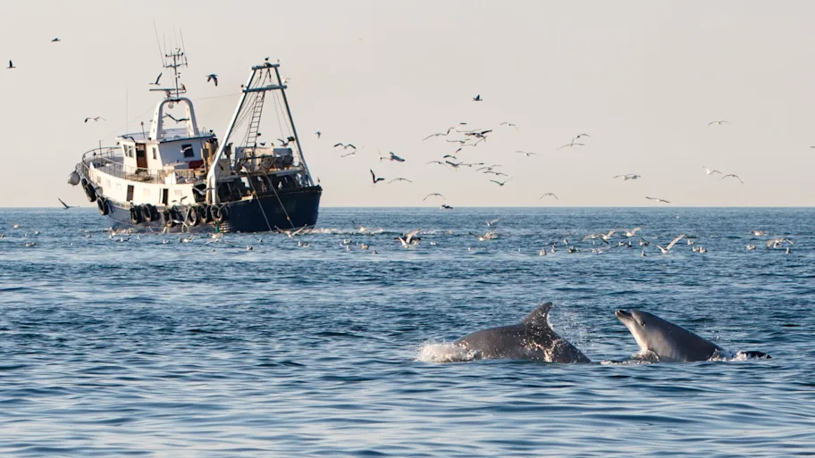 Poreč Dolphin Watching on the Adriatic
