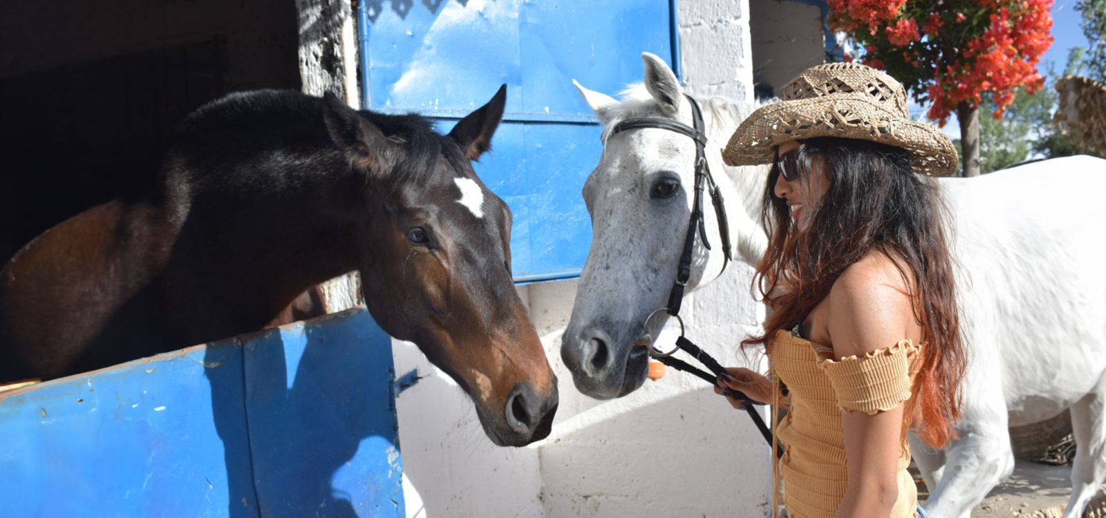 English Thoroughbred Rescue