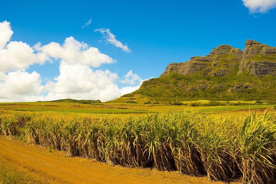 Sugar Cane Fields