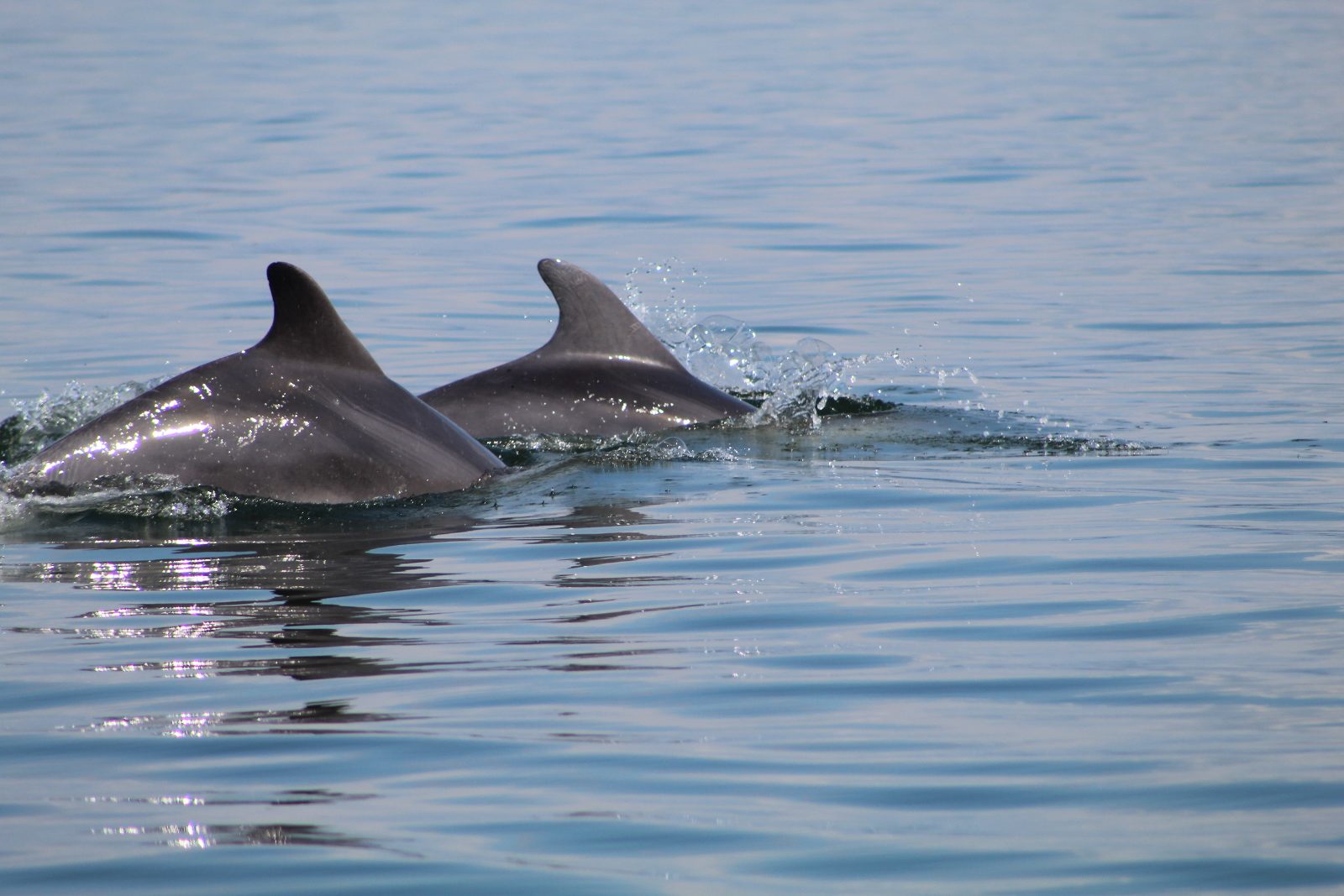 Bottlenose Dolphin Habitat