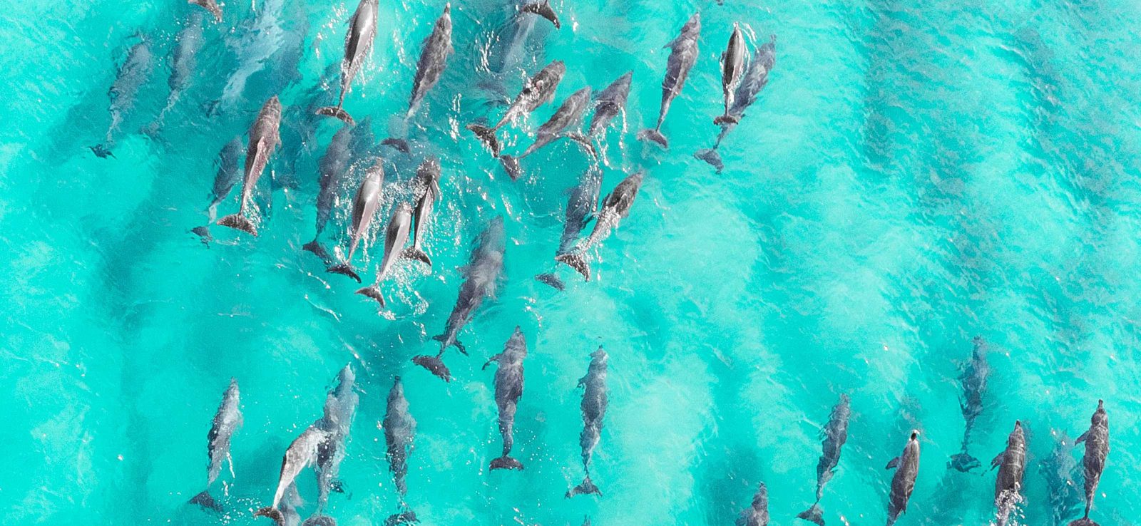 Preveza Dolphin Tour in Ambracian Gulf