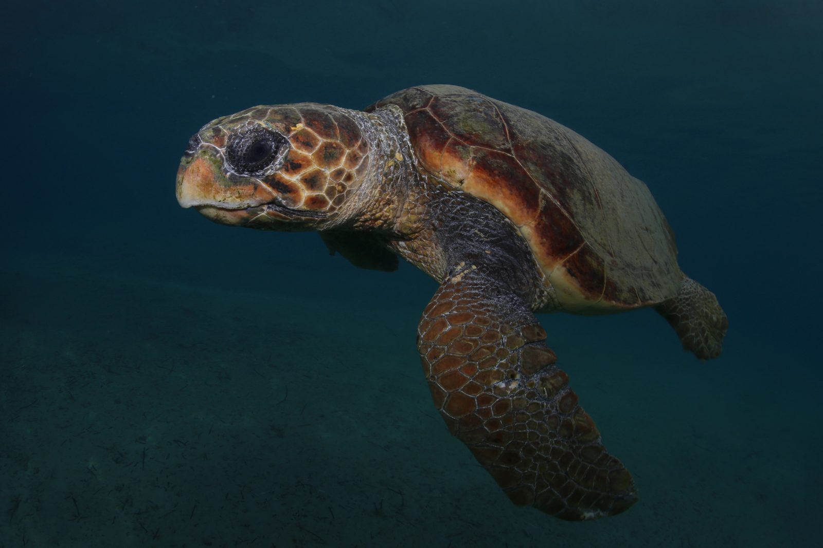 Caretta Caretta Sightings